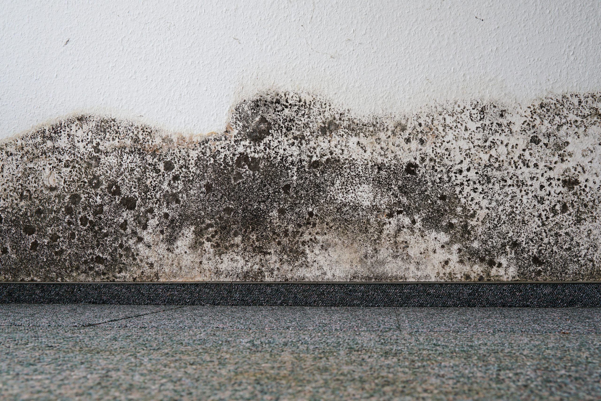 Black mold on a white wall in the house.