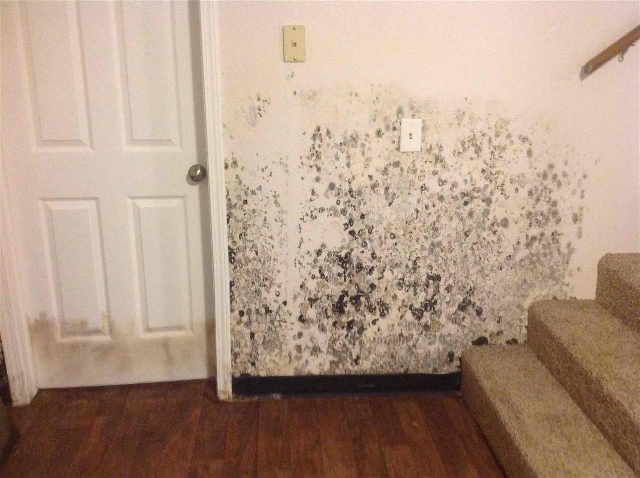 Black Mold on Wall and Door